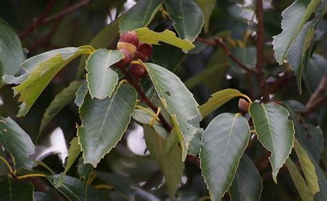 Roble JaponÉs Quercus Glauca Plantas Riomoros