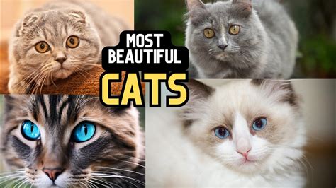 Top Ten Cat Breeds Cute Cats Cute Cat Videos Beautiful Cats Cats