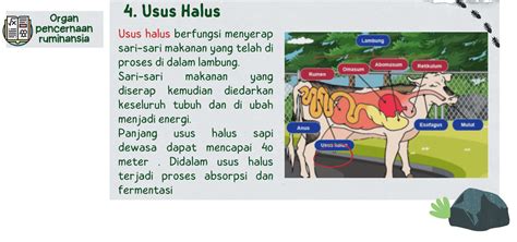 Sistem Pencernaan Hewan Ruminansia Pertanyaan And Jawaban Untuk Kuis Dan