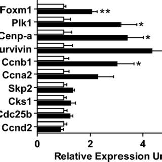 Expression Levels Of Foxm Mrna And Some Of Its Targets Were