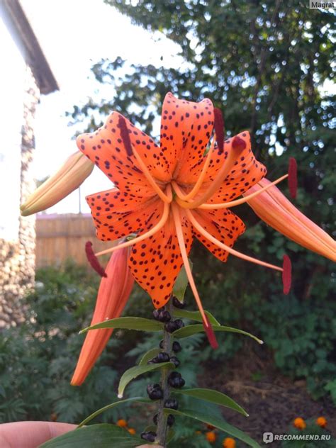 Лилия азиатская Прунотто (Lilium Asiatic Prunotto) - «Лилия азиатская ...