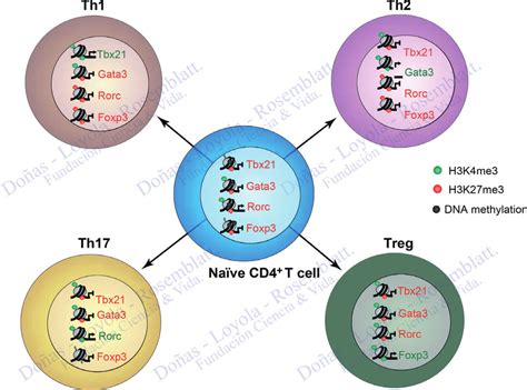 Epigenetic Status Of Master Transcriptional Factor Gene In Cd4 T