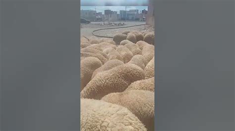 ياغنماتي ماع ماع🐏🐑 خروف العيد 2023 أثمنة كبش العيد في وجدة ثمن