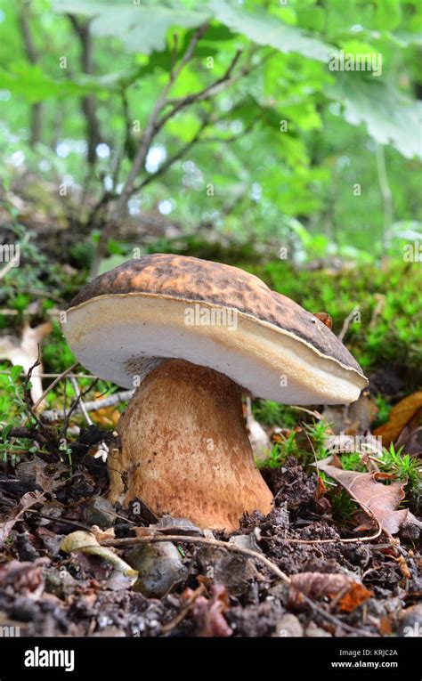 Boletus Aereus Mushroom Or Dark Cep Or Bronze Bolete Highly Prized