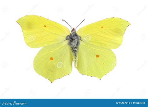 Brimstone Butterfly Stock Photos - Download 853 Royalty Free Photos