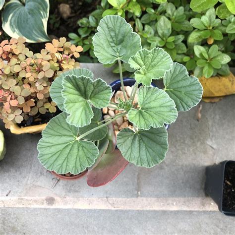 Photo Of The Entire Plant Of South African Geranium Pelargonium