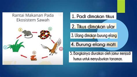 PPT IPA Tema 5 Rantai Makanan Dan Jaring Jaring Makanan Kelas 5 Pptx