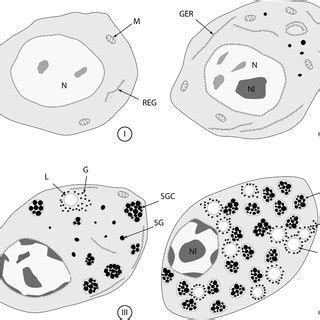 Diagram showing the four stages (I?IV) of the oogenesis of ...