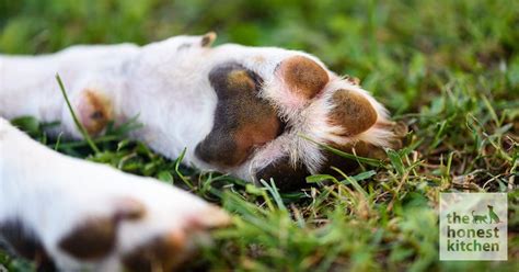 First Aid How To Treat A Dogs Paw Pad Injury Pethelpful Atelier