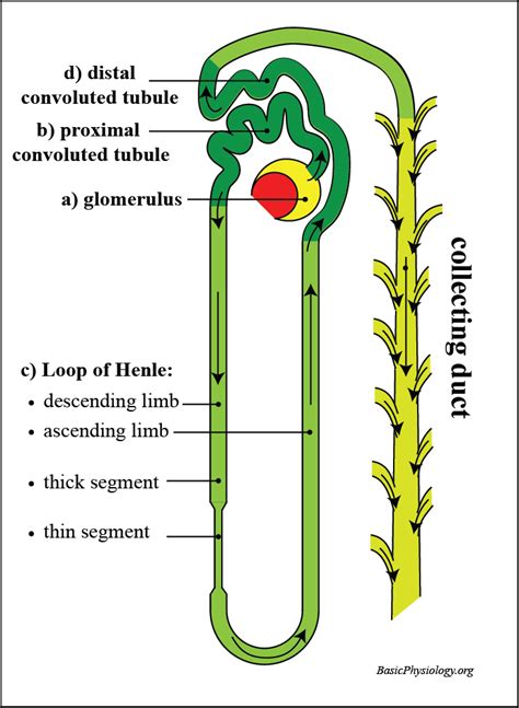 F31 The Nephron