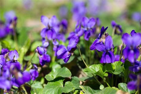 Flores De Primavera Madera Violeta Viola Odorata Perro Violeta Salvaje