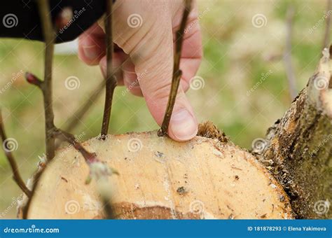 Grafting A Fruit Tree With Live Cuttings Stock Image Image Of Flora