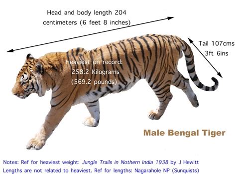 Siberian Tiger Size And Weight