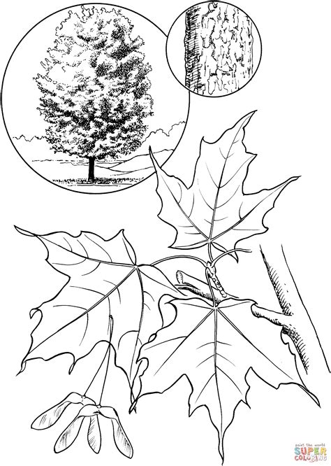 Maple Syrup Printable Coloring Pages