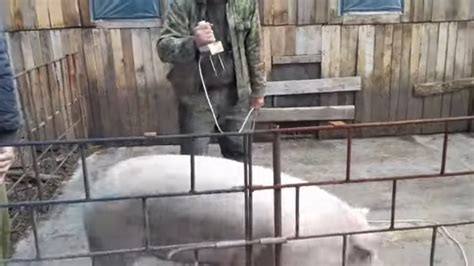 Забой свиньи с использованием электропарализатора. Переделал вилку ...