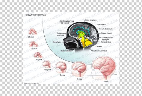 Fornix Cerebro Humano Desarrollo Del Sistema Nervioso Cerebro Gente