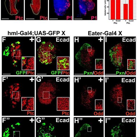 E Cadherin Mis Expression In The Cortical Zone Upregulates Patched