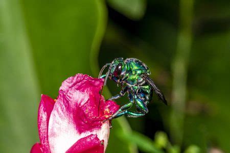 Fotos Abelha De Orqu Dea Colorida Ou Exaerete Em Uma Flor Tropical