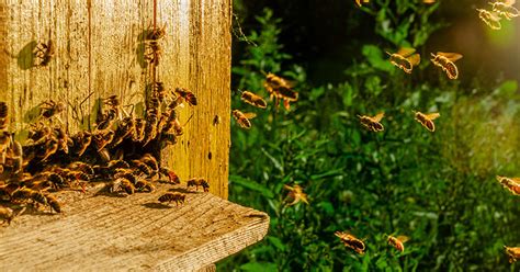 The Buzz On Carpenter Bee Pest Control What You Need To Know