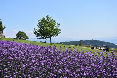 《2023年春～夏開花情報》 淡路島花の名所・観光情報 淡路島おすすめ観光サイト Kamiawa（カミアワ）