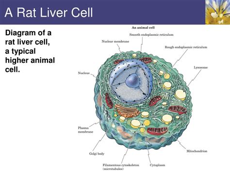 Liver Cell Diagram