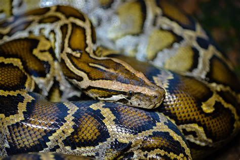 Burmese Python Python Bivittatus