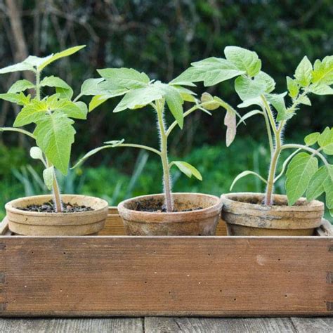 C Mo Plantar Tomates En Casa Aprende Todo En Urbangreen