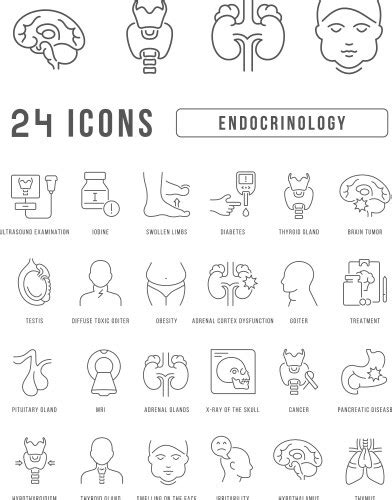 Structure Of The Thymus Gland Infographics Vector Image