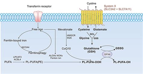 Slc A A Potential Target Via Induced Ferroptosis In Tumors