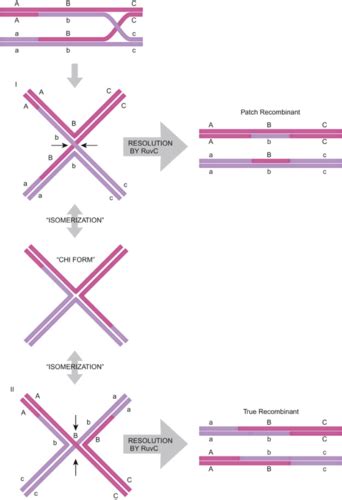 Lecture 21 DNA Recombination Flashcards Quizlet