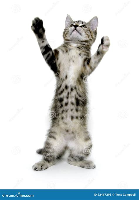 Cute tabby kitten playing stock image. Image of kitty - 22417293