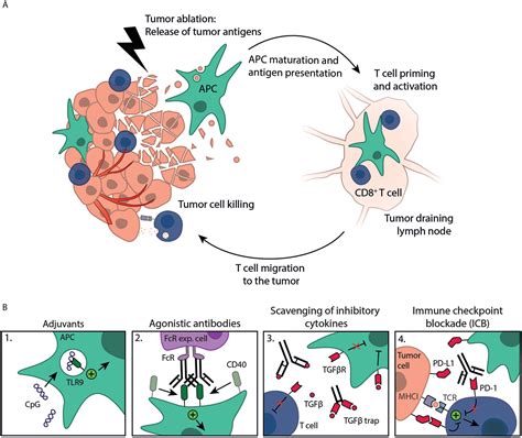 Frontiers Immune Modulation Plus Tumor Ablation Adjuvants And