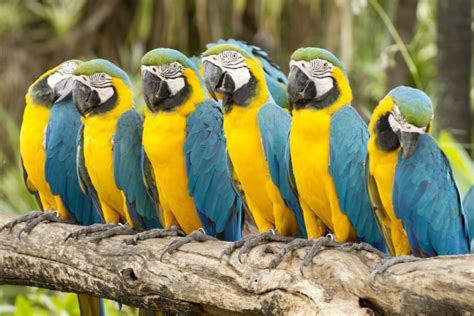 The Parrot Effect Sales Guru