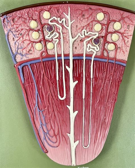 Nephron Lab Model Diagram Quizlet