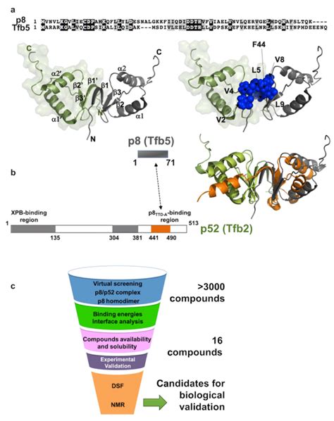 Structure Of The Tfiih P8 Subunit And Protein Protein Interface A