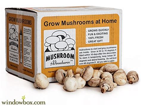 Seasonal White Button Mushroom Growing Kit by Windowbox