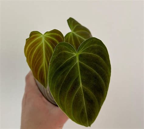 Philodendron Splendid Care The Ultimate Guide