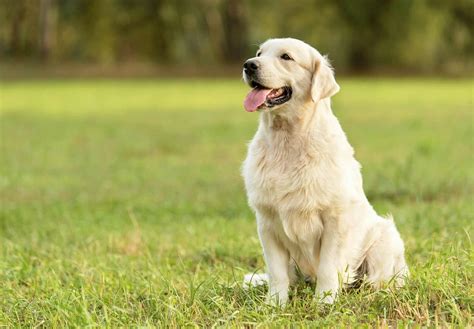 ゴールデン・レトリーバーの性格や特徴は？飼い方のコツや平均寿命、注意する病気などについて解説【獣医師監修】ワンクォール