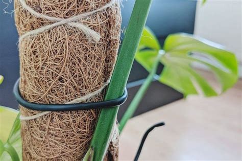 How To Use A Moss Pole For Your Houseplants