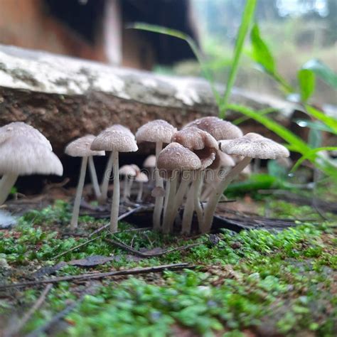 White Small Mushroom In Group Stock Image Image Of Botanical Copies