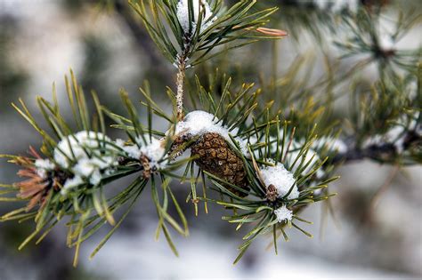Pohon Pinus Jarum Buah Foto Gratis Di Pixabay Pixabay