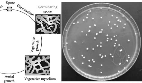 33 Actinomycetes Isolated From Soil Growing On Agar Plates Downloaded