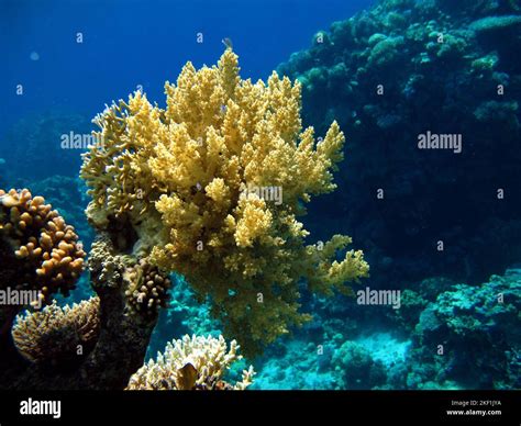 Beautiful Coral Reefs Of The Red Sea Beautiful Coral Reefs Of The Red