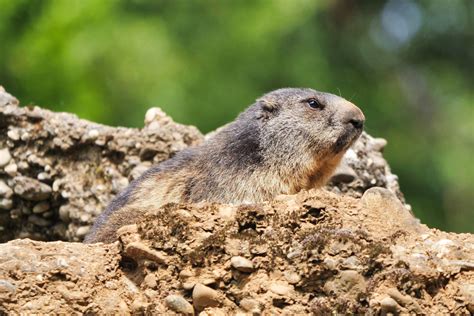 Día de la Marmota desde cuándo y por qué se celebra