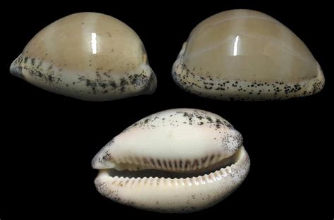 Luria Cinerea Gmelin Atlantic Gray Cowrie