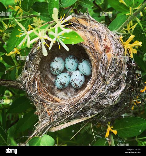 Yellow warbler nest Stock Photo - Alamy