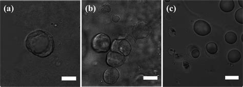 Confocal microscopy images of Pickering emulsion droplets recorded... | Download Scientific Diagram