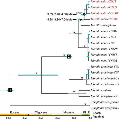 Bayesian Phylogeny And Divergence Time Estimation Of Morella Node1 And