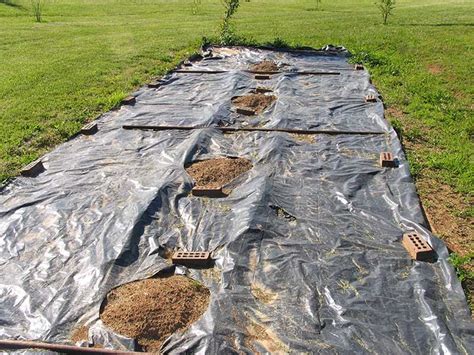 Poppular Photography Watermelon Planting Hills Located In Indiana