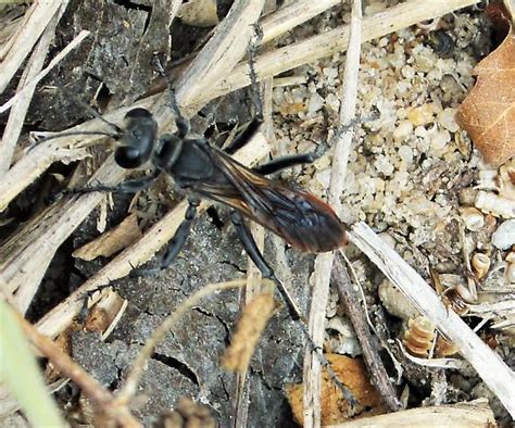 Unknown Wasp Prionyx Bugguide Net